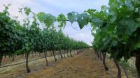 Weinregion Stellenbosch