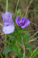 Wildblume am Weg