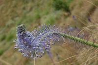 Wildblume in den Drakensbergen
