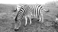 Zebras
