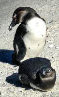 Zwei Brillenpinguine
