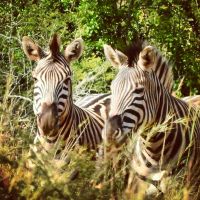 Zwei Zebras 