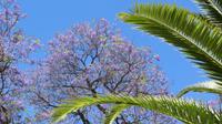 blühender Jacaranda