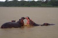 happy Hippos