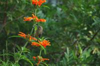 im Garten entdeckt