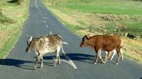 unterwegs in Afrika
