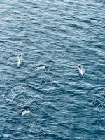 Pinguine, Anvers Insel, Antarktis.