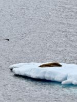 Anvers Insel, Antarktis.