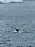 Palmaer Archipiel, Antarktis.