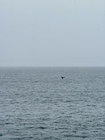 Palmaer Archipiel, Antarktis.