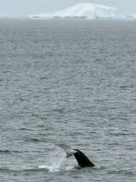 Palmaer Archipiel, Antarktis.