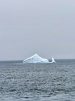 Antarktischer Weißwal!