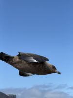 King George Insel, Antarktis.