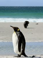 Rookery Bucht, Stanley, Falkland Insel.