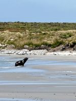 Rookery Bucht, Stanley, Falkland Insel.