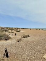 Pinguinkolonie, Halbinsel Valdés, Argentinien.