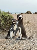Pinguinkolonie, Halbinsel Valdés, Argentinien.