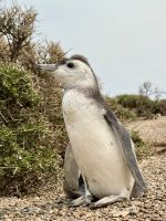 Pinguinkolonie, Halbinsel Valdés, Argentinien.
