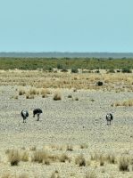 Nandus, Halbinsel Valdés, Argentinien.