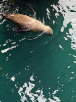 Puerto Madryn, Argentinien.