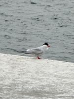 Puerto Madryn, Argentinien.