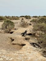 Pinguinkolonie, Halbinsel Valdés, Argentinien.