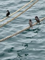Puerto Madryn, Argentinien.