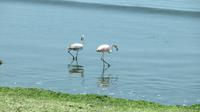 Flamingos, Paracas, Peru