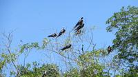 Fregattvögel auf der Vogelinsel, Ecuador
