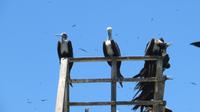Fregattvögel auf der Vogelinsel, Ecuador