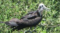 junger Fregattvogel