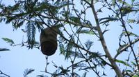 Wespennest im Carara Nationalpark, Costa Rica