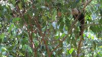 Kapuzineraffe im Carara Nationalpark, Costa Rica