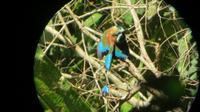Motmot im Carara Nationalpark, Costa Rica