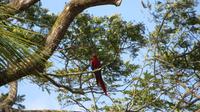 Ara, Fischerdorf Tarcoles, Costa Rica
