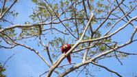 Ara, Fischerdorf Tarcoles, Costa Rica