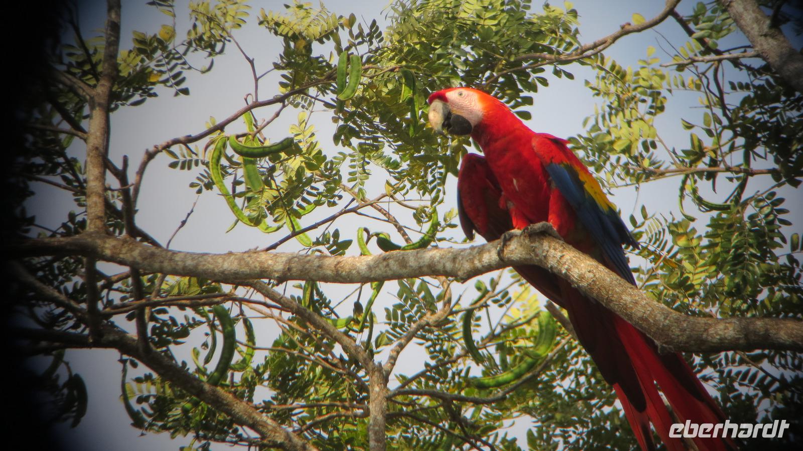 Ara, Fischerdorf Tarcoles, Costa Rica