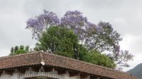 blühender Jacaranda-Baum in Antigua, Guatemala