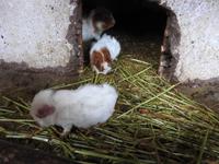 Pisaq im Heiligen Tal - Peru