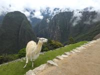 Machu Pichu