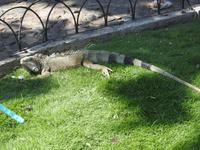 Parque de las Iguanas - Ecuador