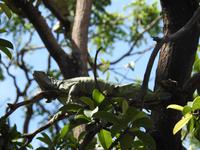 Parque de las Iguanas - Ecuador