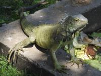 Parque de las Iguanas - Ecuador