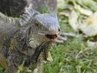 Parque de las Iguanas - Ecuador