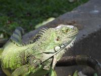 Parque de las Iguanas - Ecuador