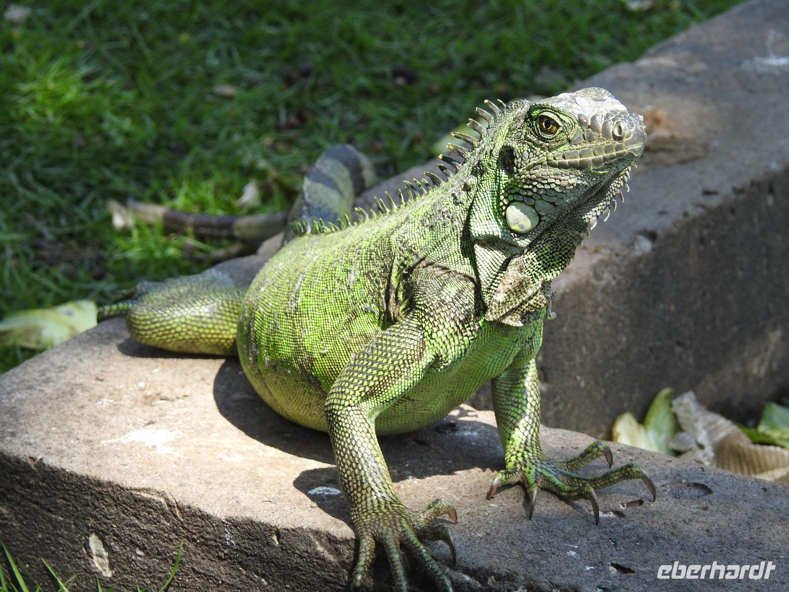 Parque de las Iguanas - Ecuador