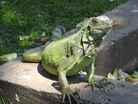 Parque de las Iguanas - Ecuador