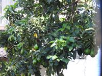 Guayaquil - Ecuador - Avocadobaum