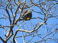 Limon - Costa Rica - Faultier