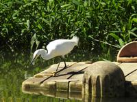 Schmuckreiher - Costa Rica